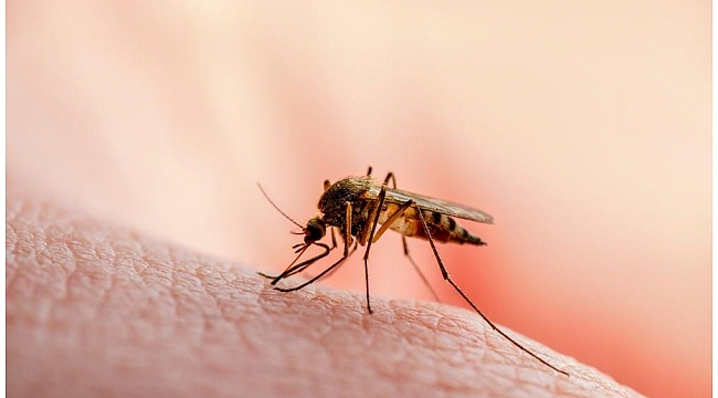 Sivrisineklerin insanları nasıl seçtiği ortaya çıktı