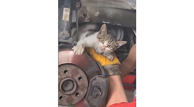 Trabzon Akçaabat oto servisinde kedi kurtarma seferberliği