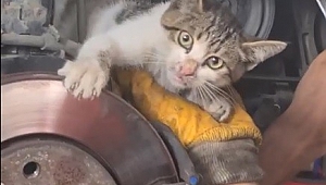 Trabzon Akçaabat oto servisinde kedi kurtarma seferberliği